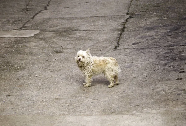 Rua de passeio de cão — Fotografia de Stock