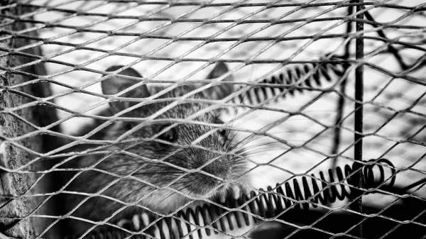 Mouse in cage — Stock Photo, Image