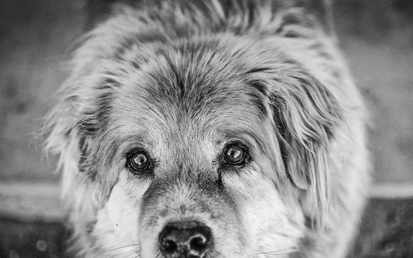 Dog in kennel — Stock Photo, Image