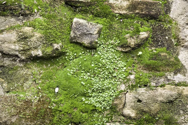 Muro di pietre muschio — Foto Stock