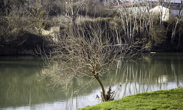 Träd i floden — Stockfoto