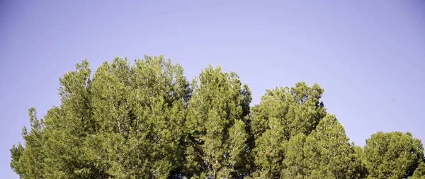 Árbol con cielo —  Fotos de Stock