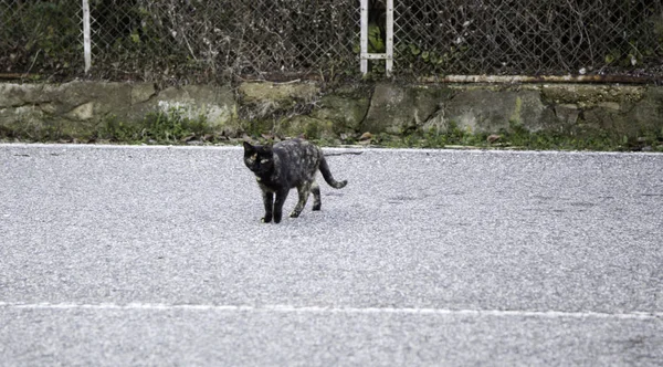 Gatos de rua abandonados — Fotografia de Stock