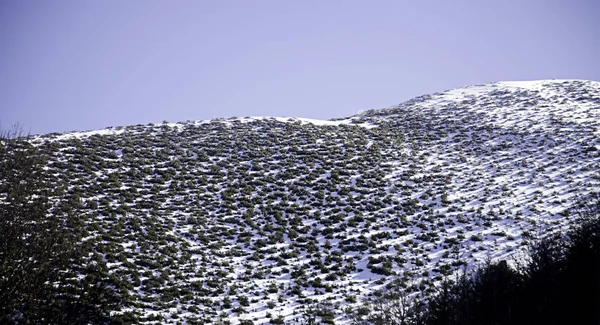 自然の雪に覆われた森 — ストック写真