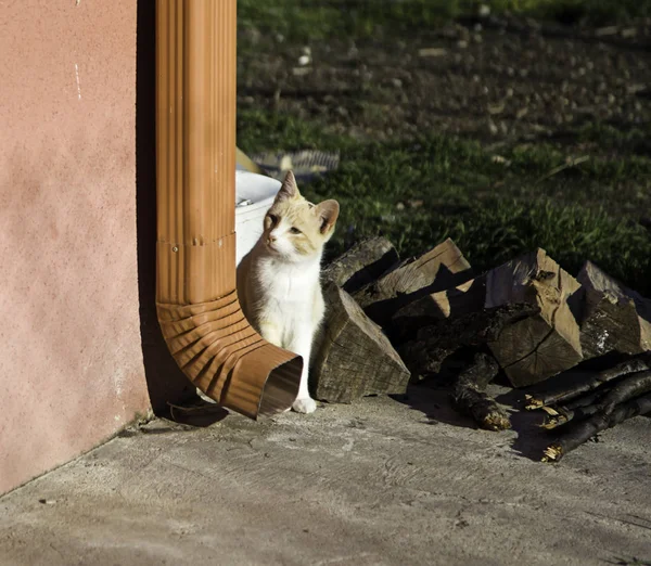 Gatos callejeros abandonados —  Fotos de Stock