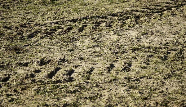 Сухое и поврежденное поле — стоковое фото