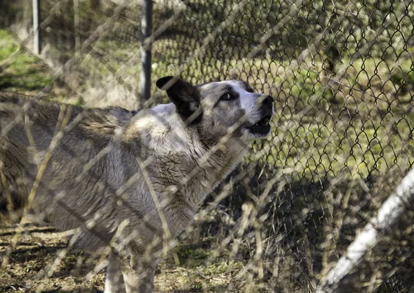 Perros en jaulas — Foto de Stock