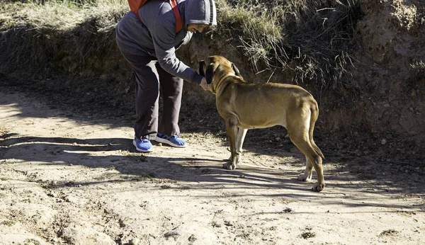 Pies fila brasileiro — Zdjęcie stockowe