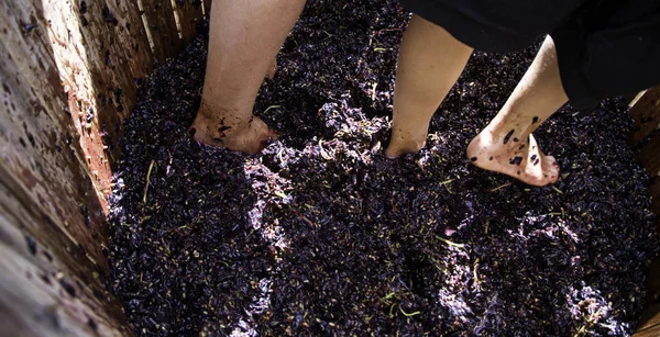 Paso a paso sobre la uva — Foto de Stock