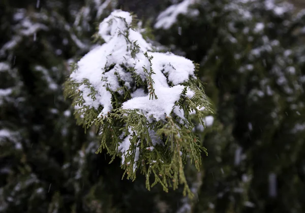 Pinheiro de inverno nevado — Fotografia de Stock