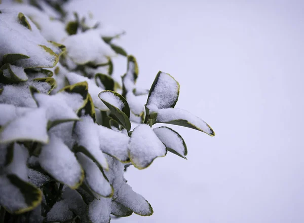 Winter besneeuwde planten — Stockfoto