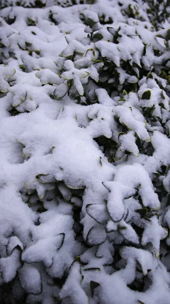 Pinheiro de inverno nevado — Fotografia de Stock