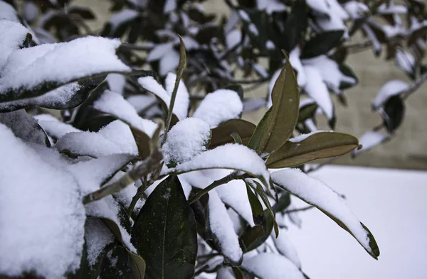 Inverno plantas nevadas — Fotografia de Stock