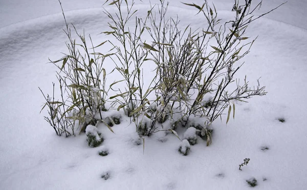 Inverno plantas nevadas — Fotografia de Stock