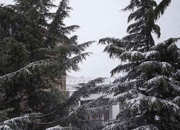 冬天的雪松树 — 图库照片