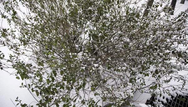 Inverno plantas nevadas — Fotografia de Stock