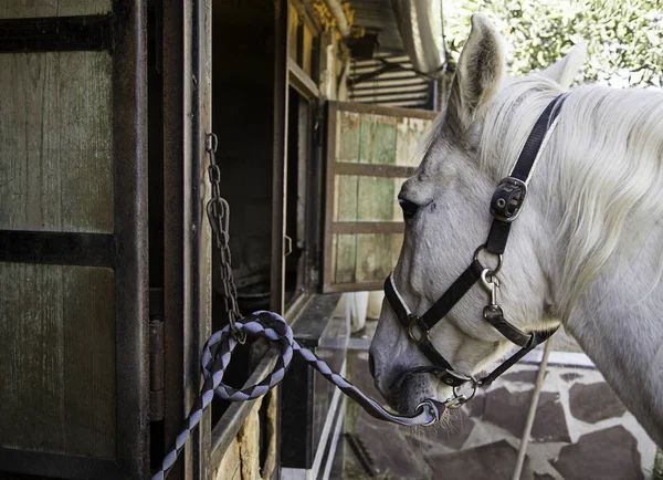 Horse in stable — Stock Photo, Image