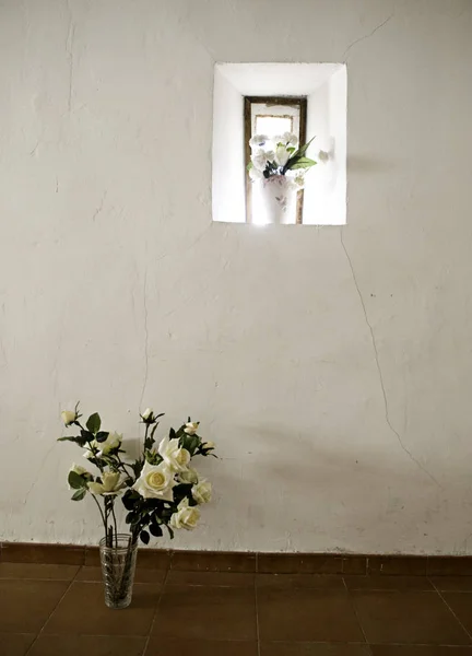 Rosas em vaso — Fotografia de Stock