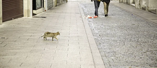 Gatos de rua abandonados — Fotografia de Stock