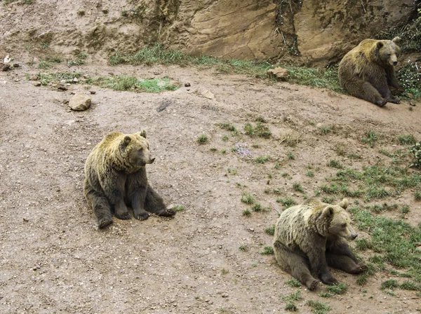 Les ours dans la nature — Photo