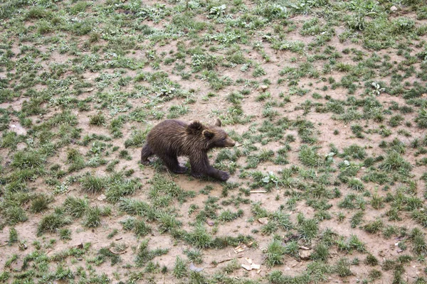Les ours dans la nature — Photo