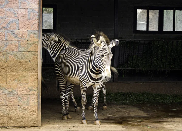 Zebras no parque — Fotografia de Stock