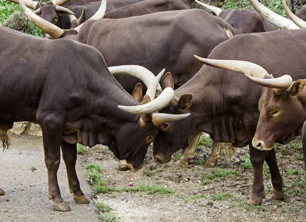 El ñu en el zoológico — Foto de Stock