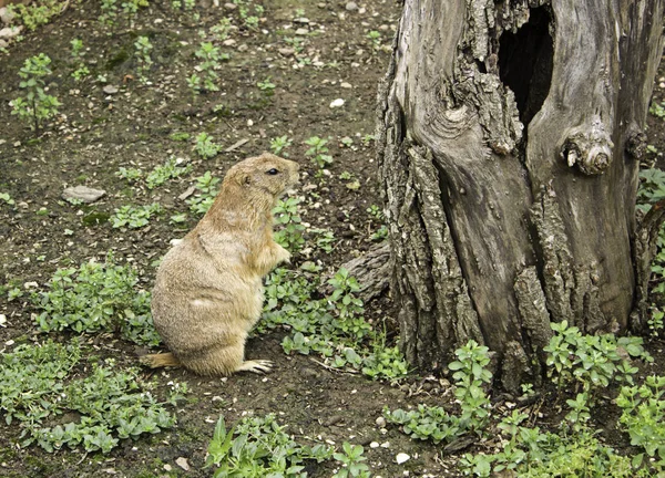 Prairie dog wild — Stock Photo, Image