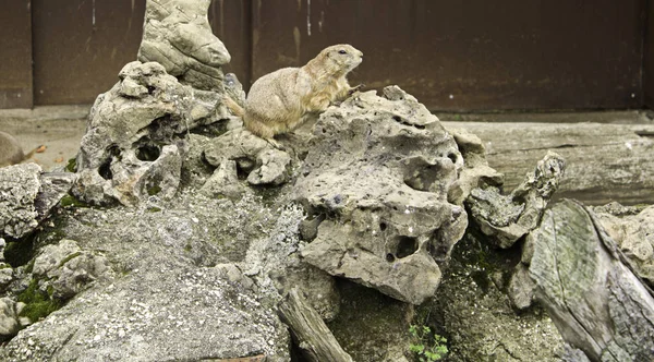 野生のプレーリードッグ — ストック写真
