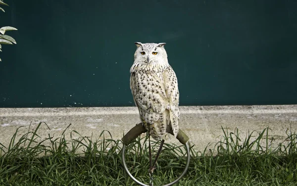Owl in falconry — Stock Photo, Image