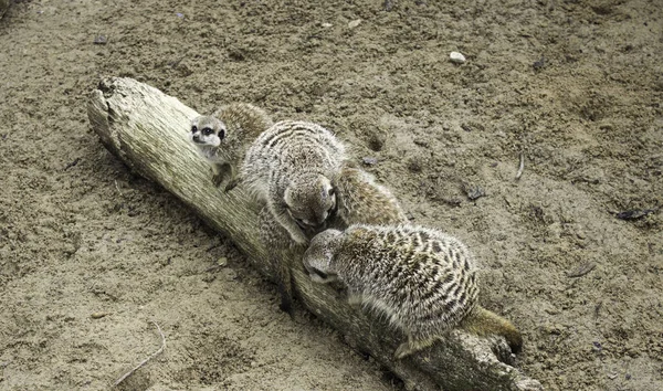 Prairie dog wild — Stock fotografie