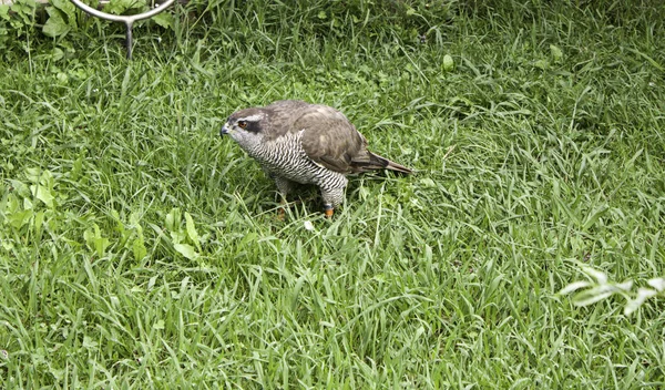 Small park eagle — Stock Photo, Image