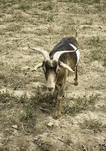 ファーム内のヤギ — ストック写真