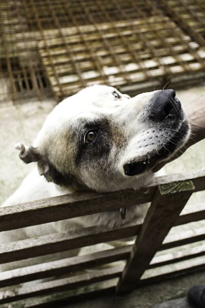 Dog in kennel — Stock Photo, Image