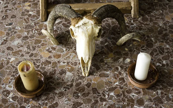 印度山羊颅骨 — 图库照片