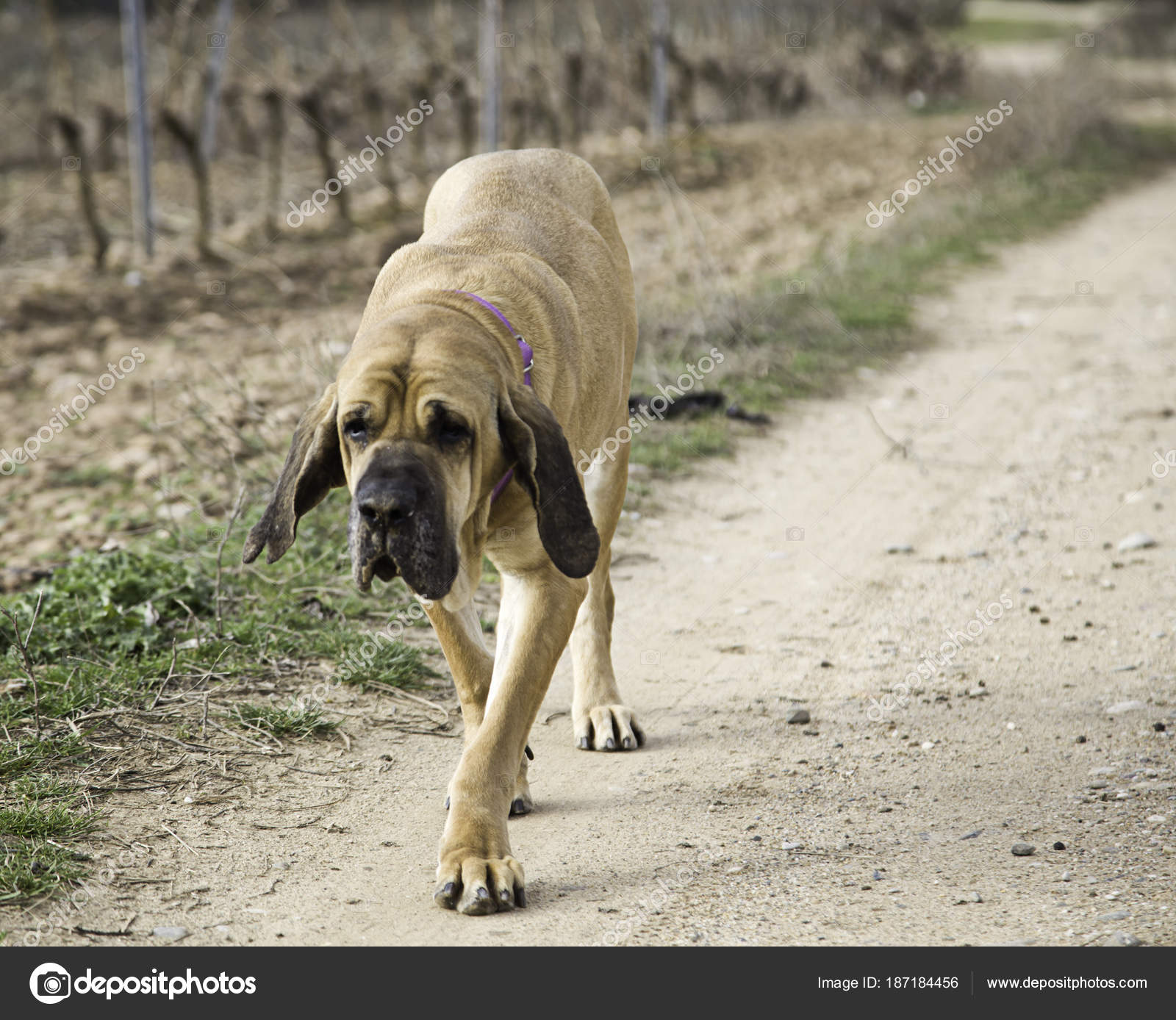 fila Stock Photo by ©celiafoto 187184456