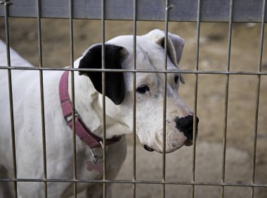 köpek köpek kulübesi