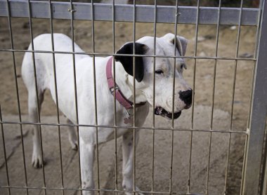 köpek köpek kulübesi