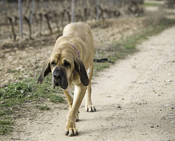 Hund fila brasileiro — Stockfoto