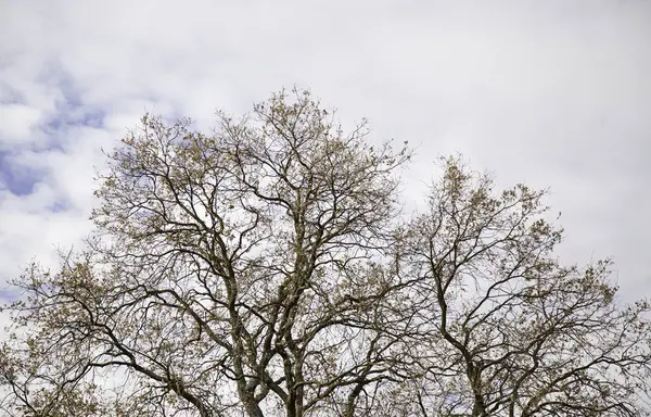 Rami di albero autunnale — Foto Stock