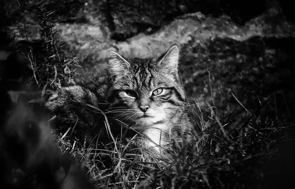 Gatos de rua abandonados — Fotografia de Stock