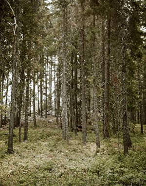 Orman ağaçları ile