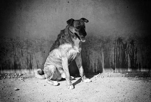 Lustiger aufmerksamer Hund — Stockfoto