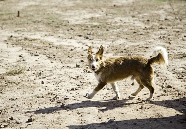 Divertente cane attento — Foto Stock