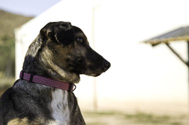 Komik özenli köpek