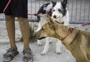 Komik özenli köpek