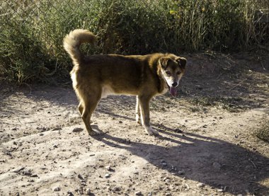 Komik özenli köpek