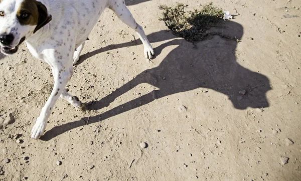 Забавная внимательная собака — стоковое фото