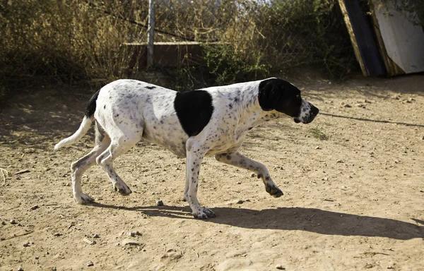 Lustiger aufmerksamer Hund — Stockfoto