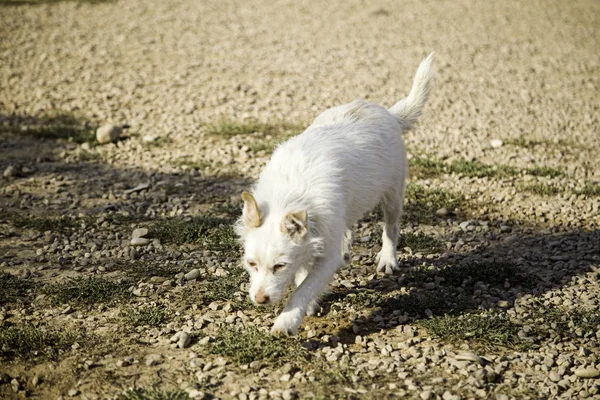 Funny attentive dog — Stock Photo, Image